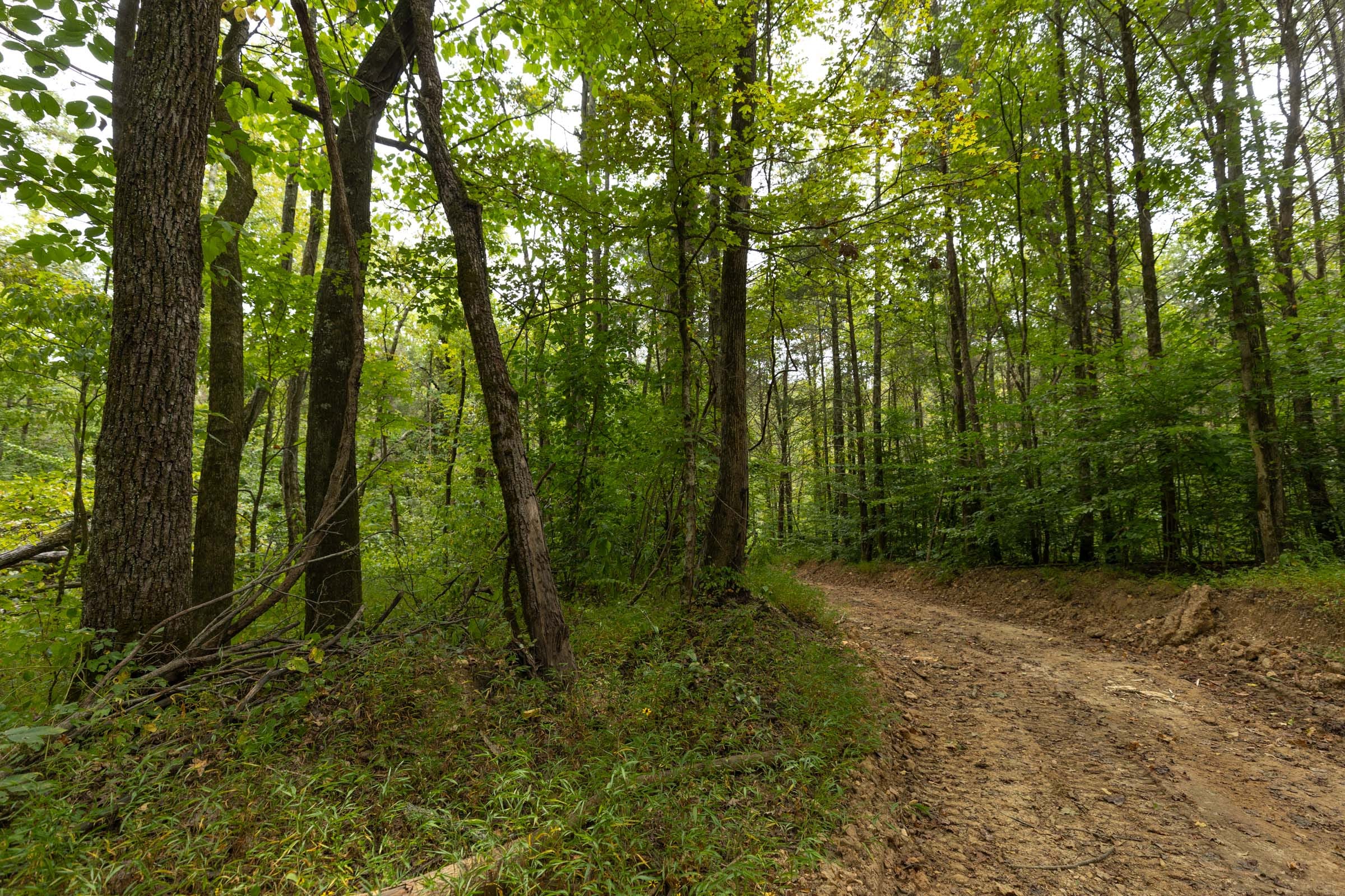 Big White Oak Tract 142 photo 13