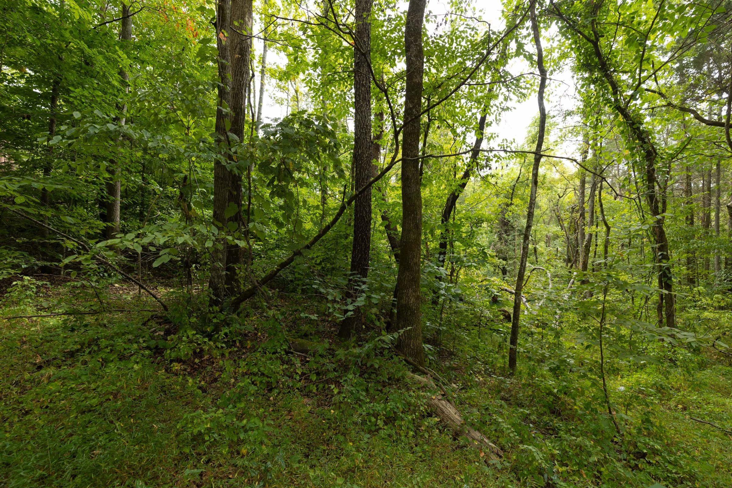 Big White Oak Tract 142 photo 11