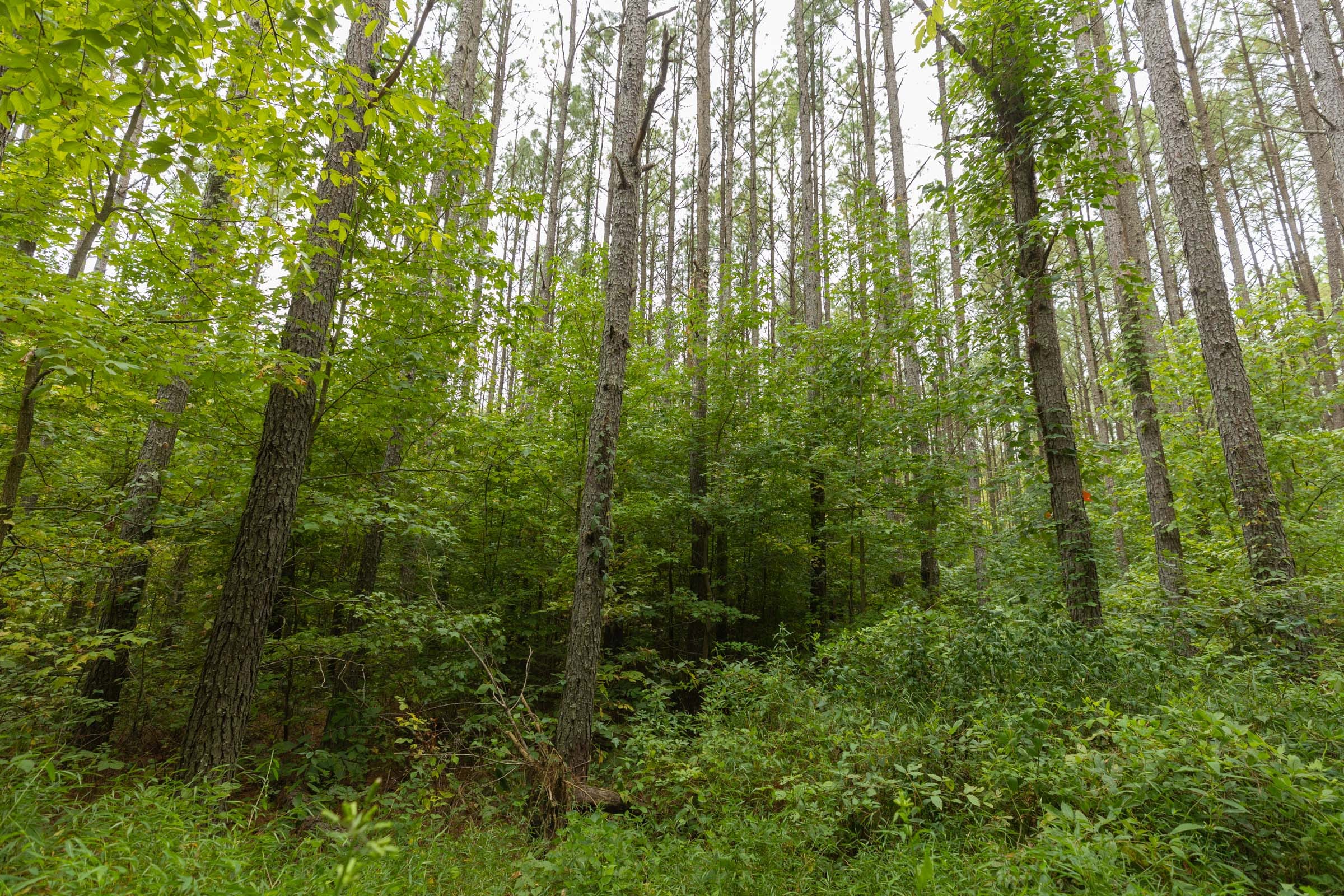 Big White Oak Tract 142 photo 10