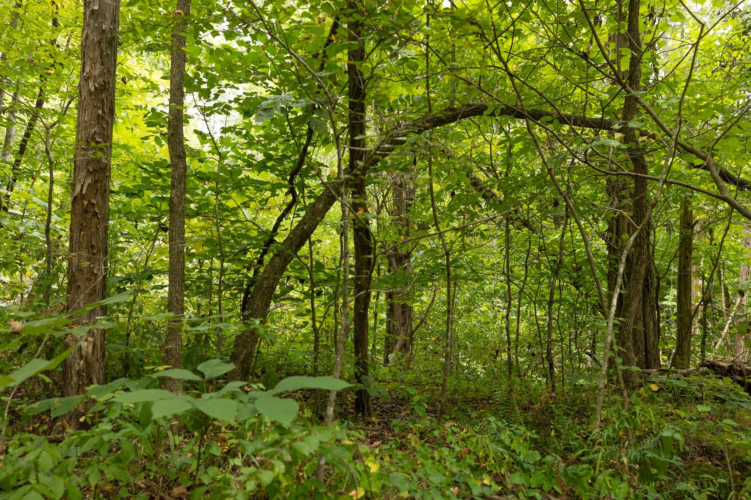 Big White Oak Tract 142 photo 8