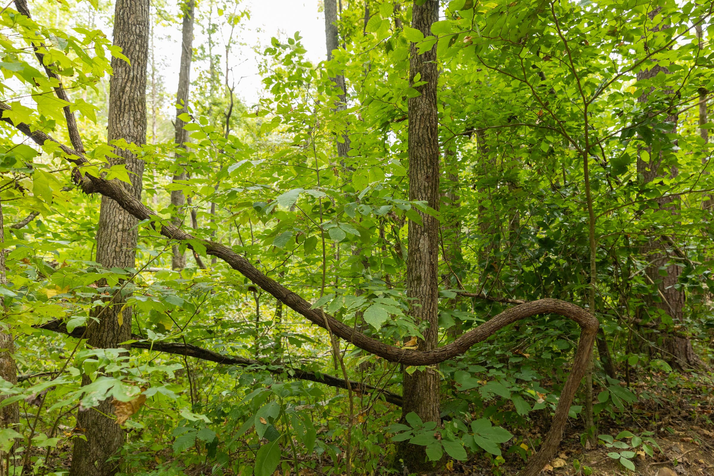 Big White Oak Tract 142 photo 7