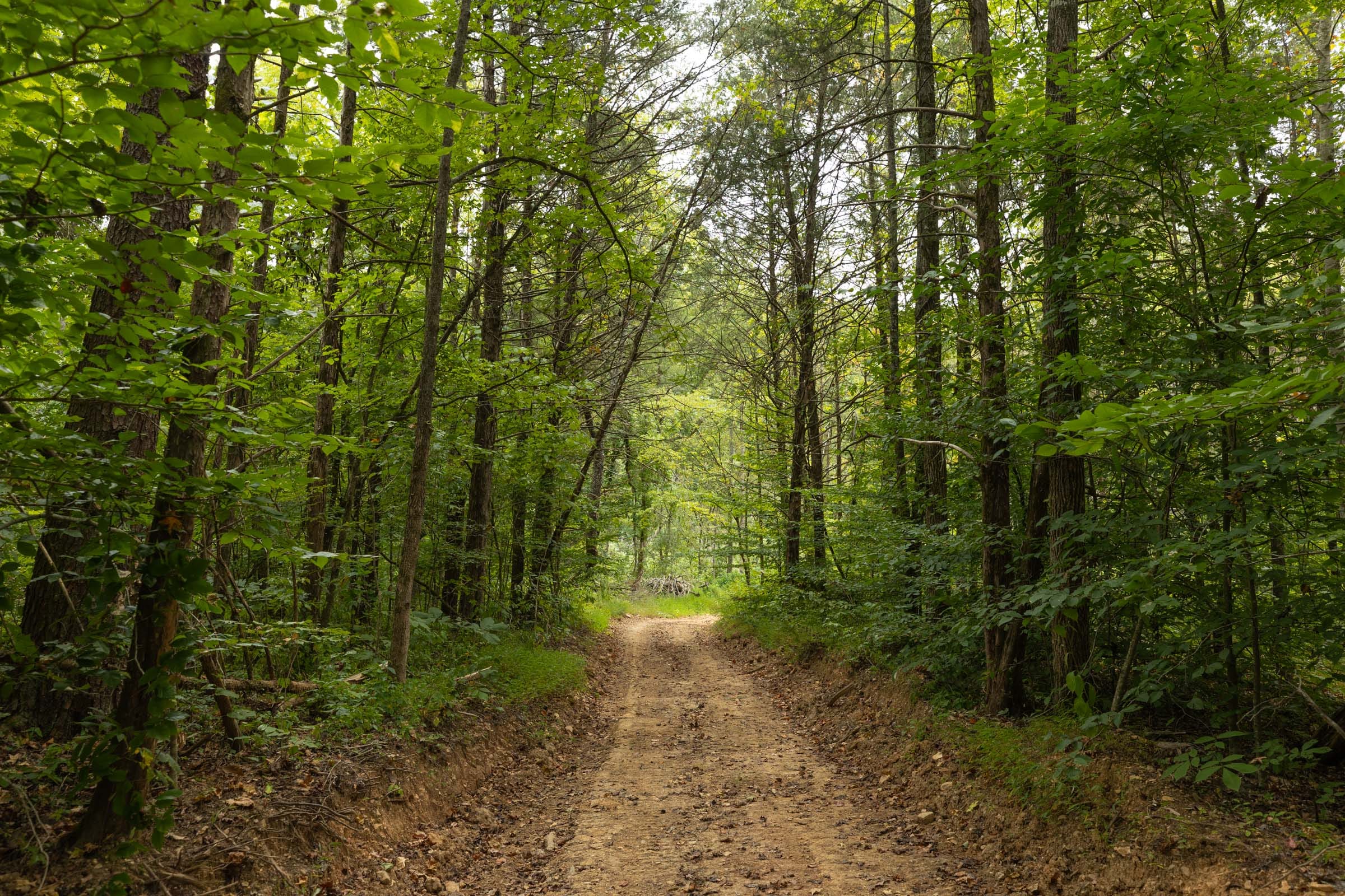 Big White Oak Tract 142 photo 2