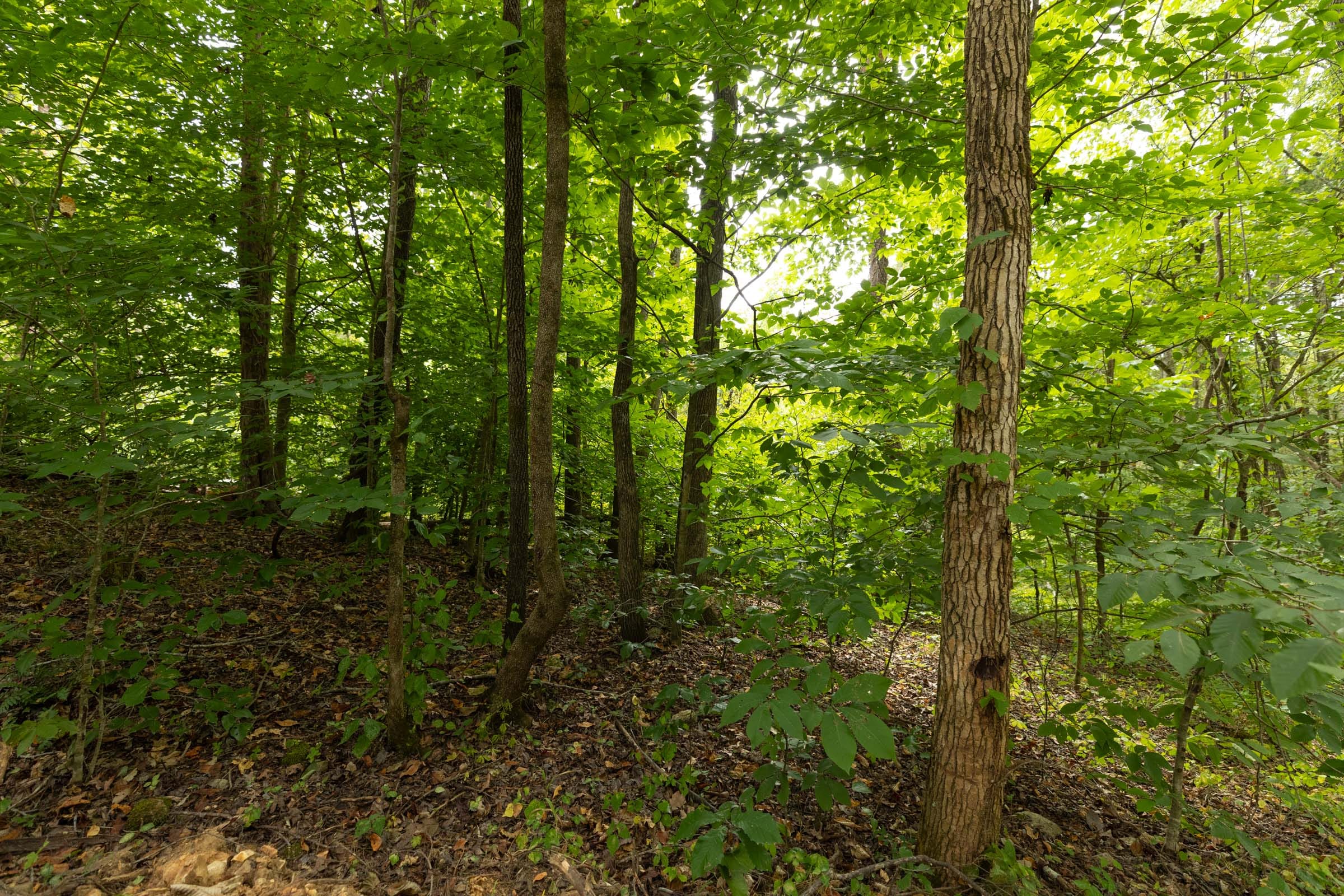 Big White Oak Tract 142 photo 6