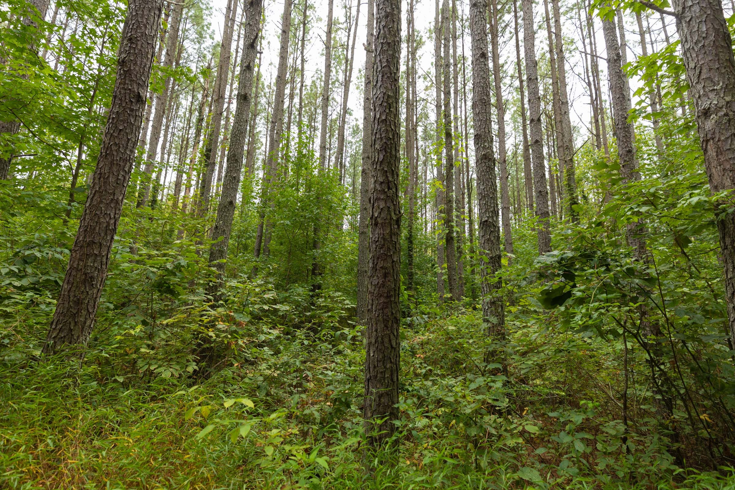 Big White Oak Tract 142 photo 4