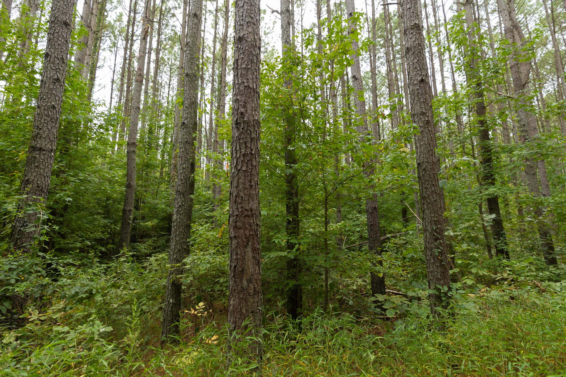 Big White Oak Tract 142 photo 3