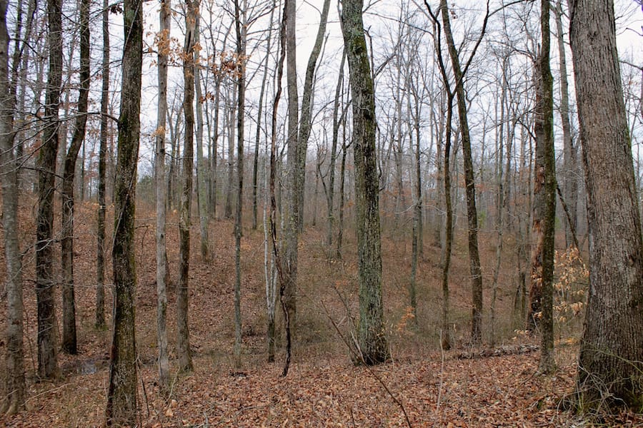 The Tennessean Tract 44 photo 2