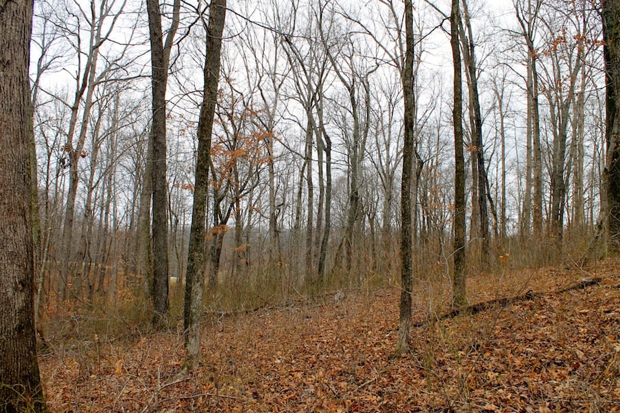The Tennessean Tract 44 photo 3
