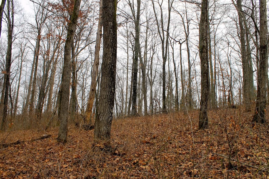The Tennessean Tract 44 photo 4