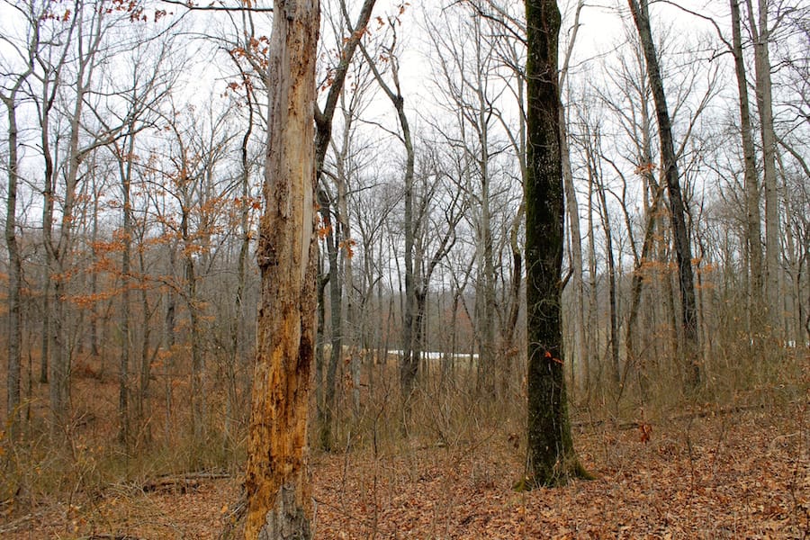 The Tennessean Tract 44 photo 5