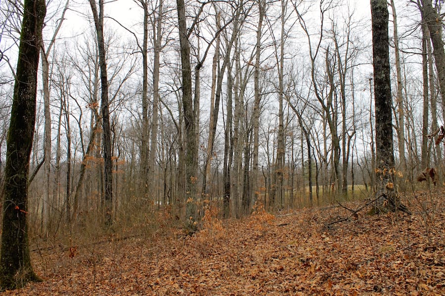 The Tennessean Tract 44 photo 6