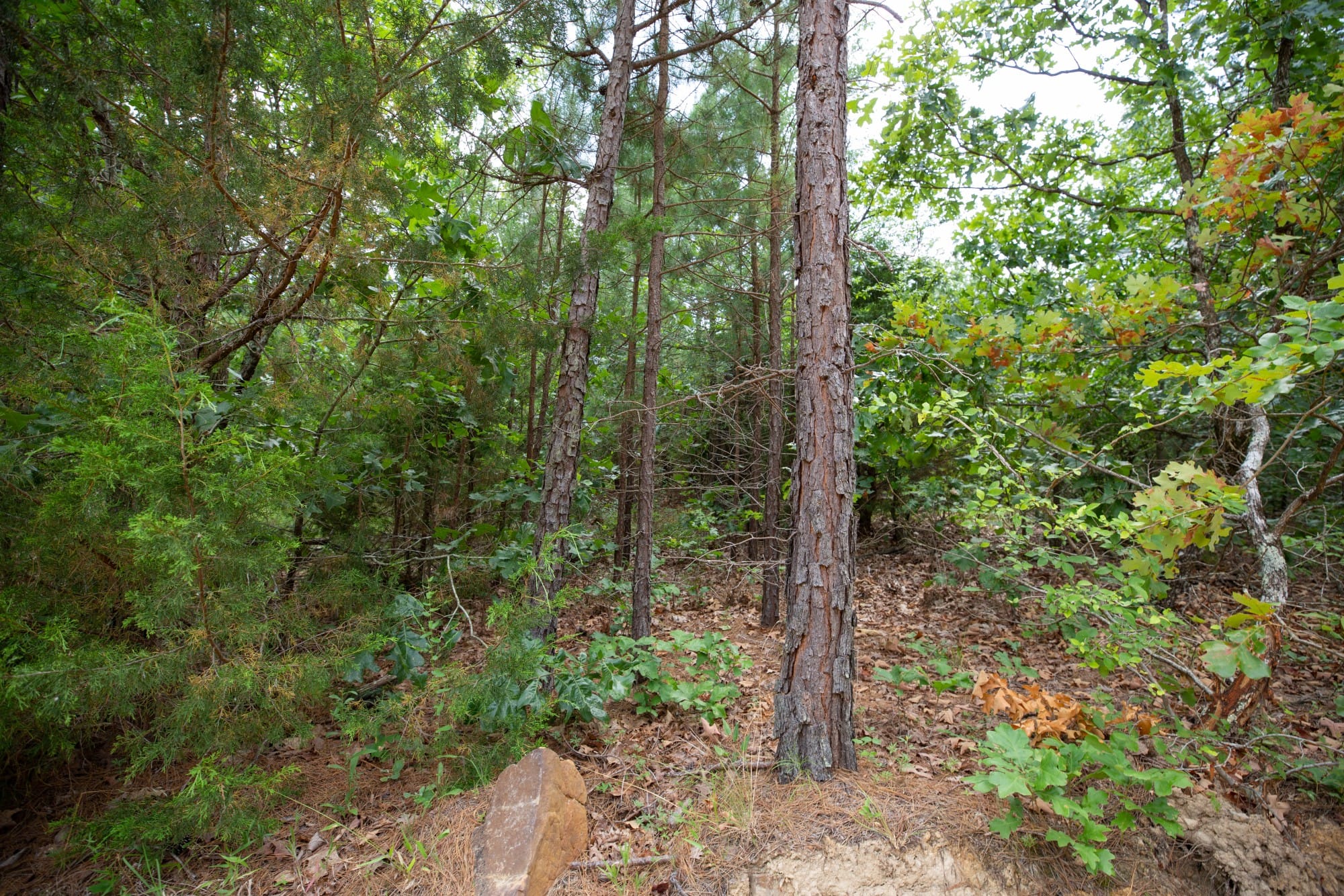 Eagle’s Nest Tract 42 photo 3