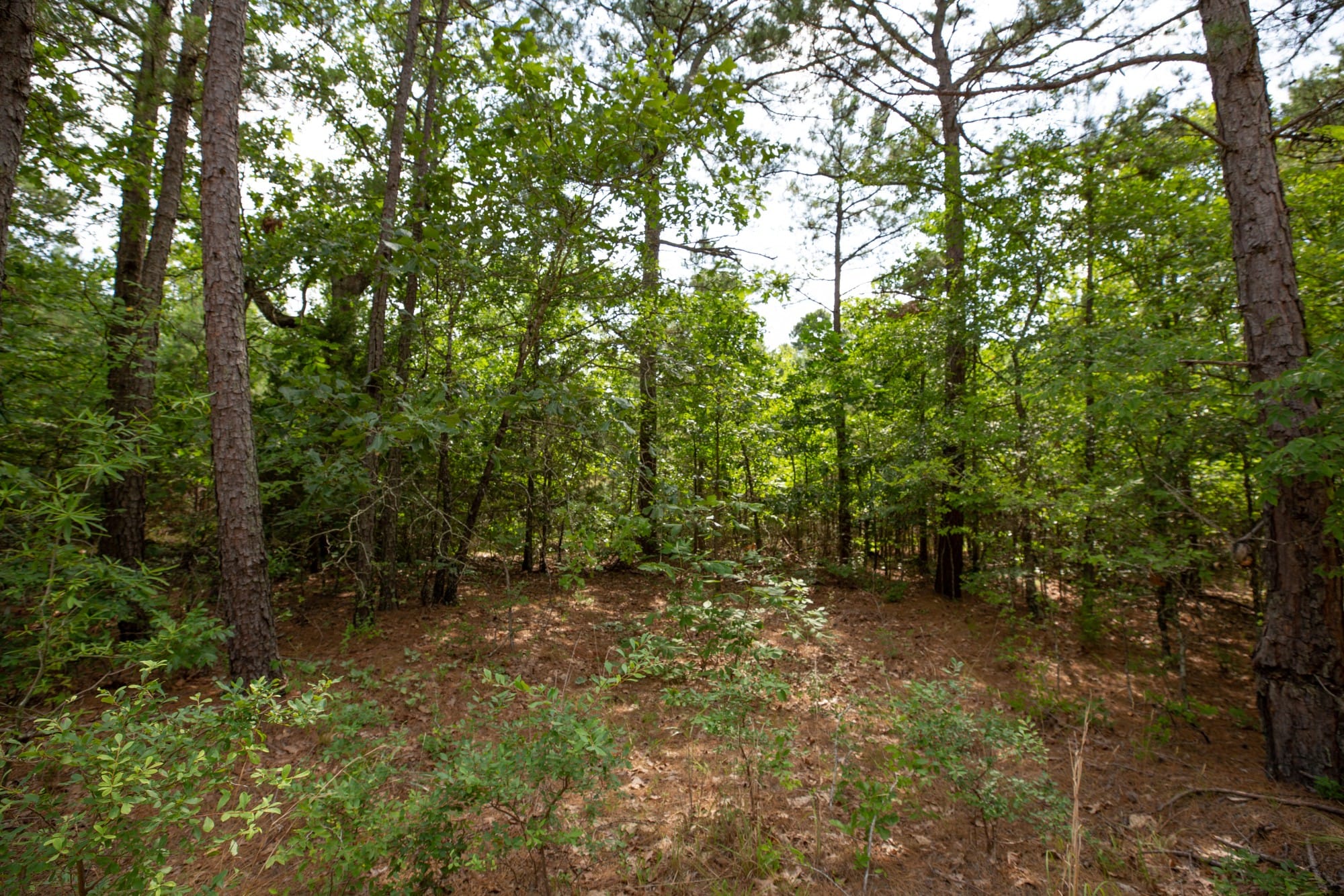 Eagle’s Nest Tract 42 photo 2