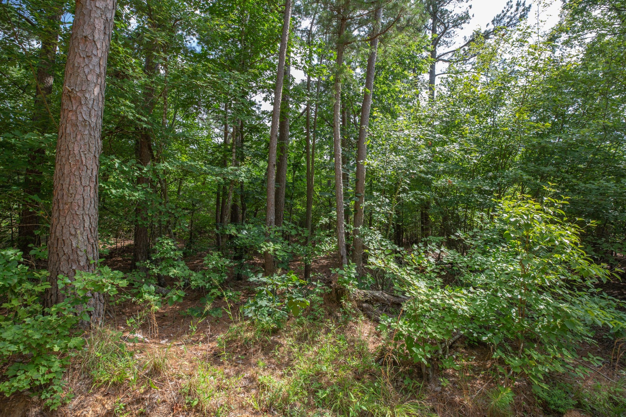 Eagle’s Nest Tract 42 photo 5