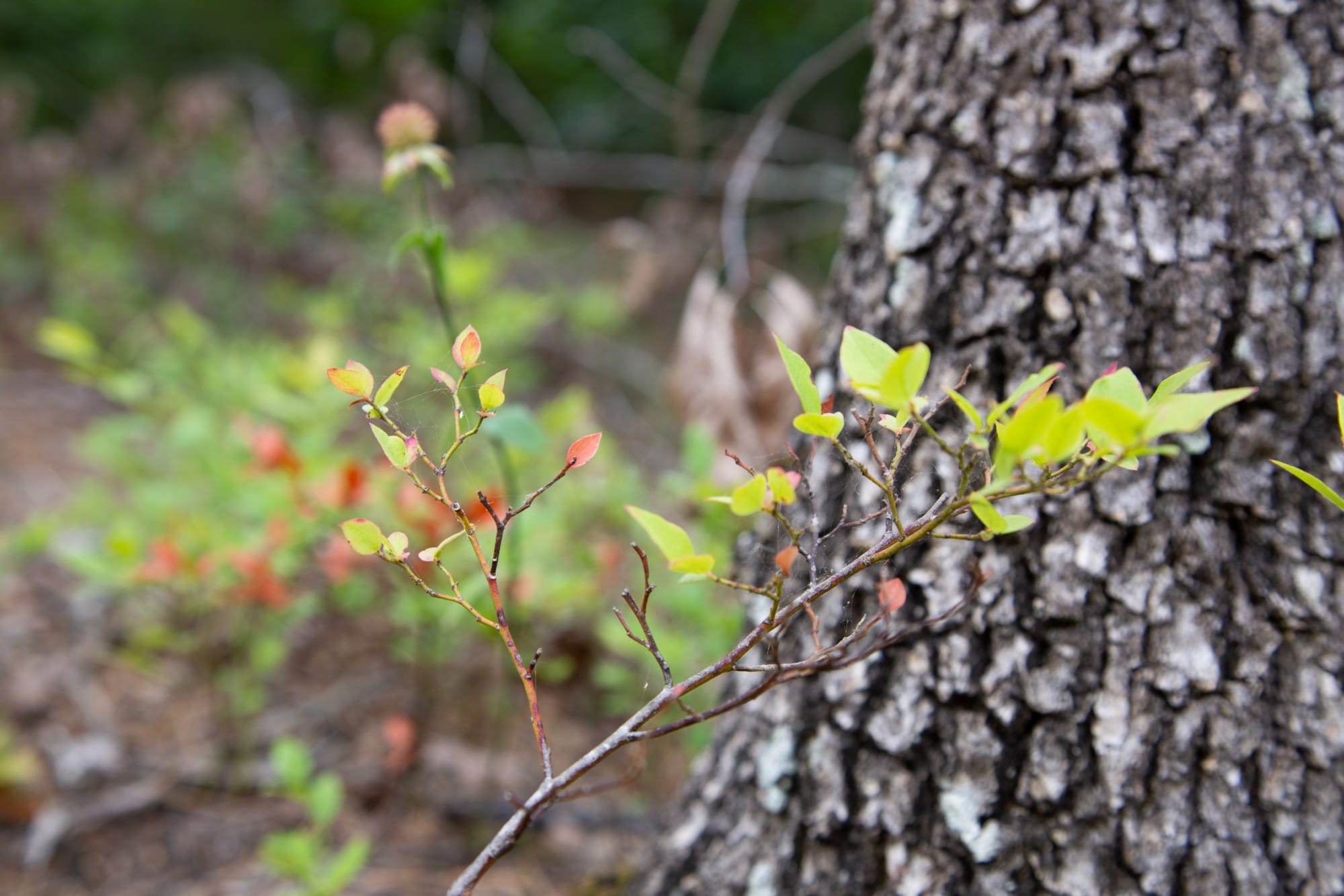 Eagle’s Nest Tract 42 photo 8
