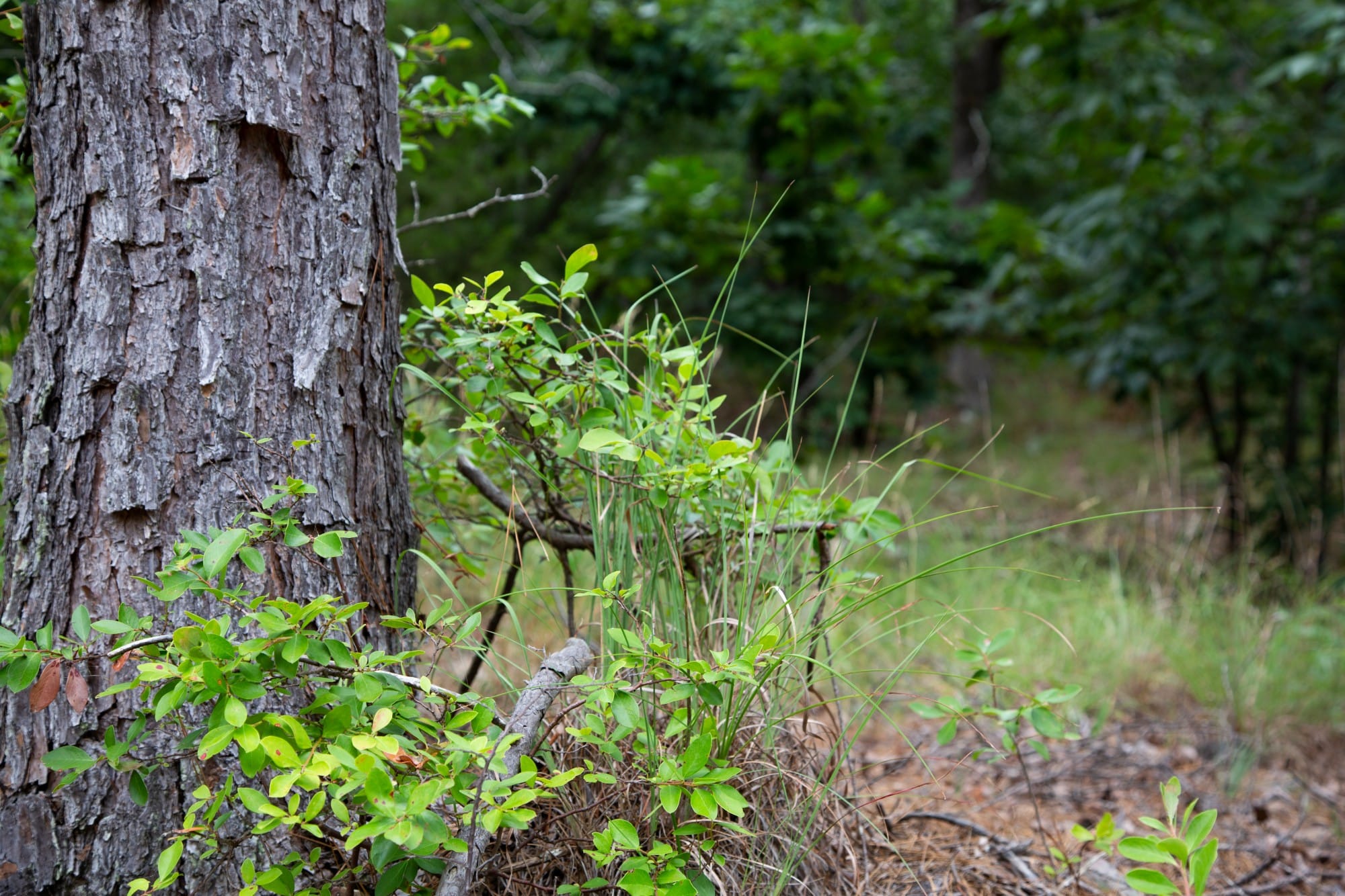 Eagle’s Nest Tract 42 photo 9