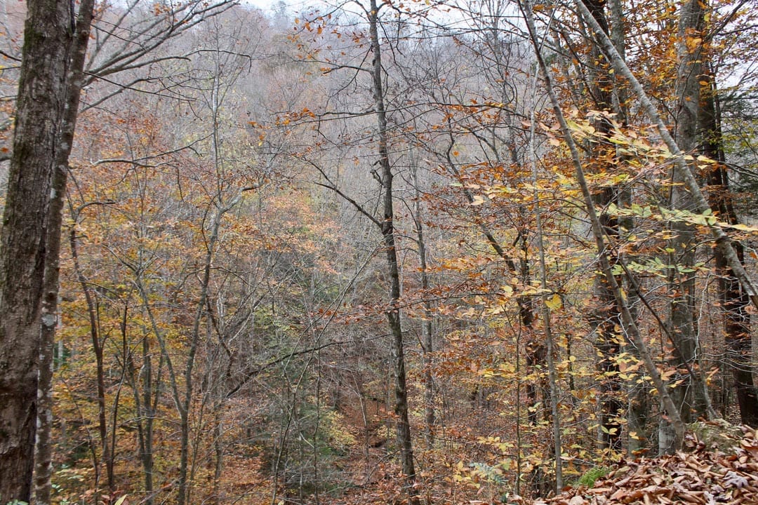 Autumn Ridge Tract 3 photo 6