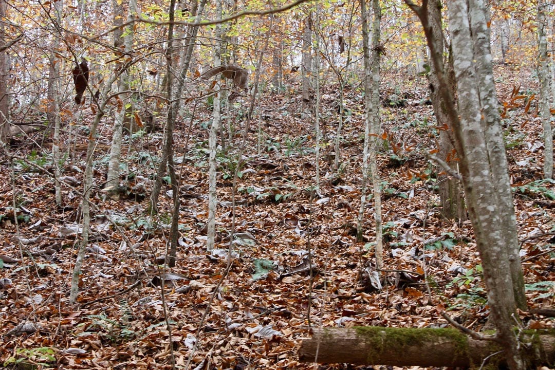 Autumn Ridge Tract 3 photo 9