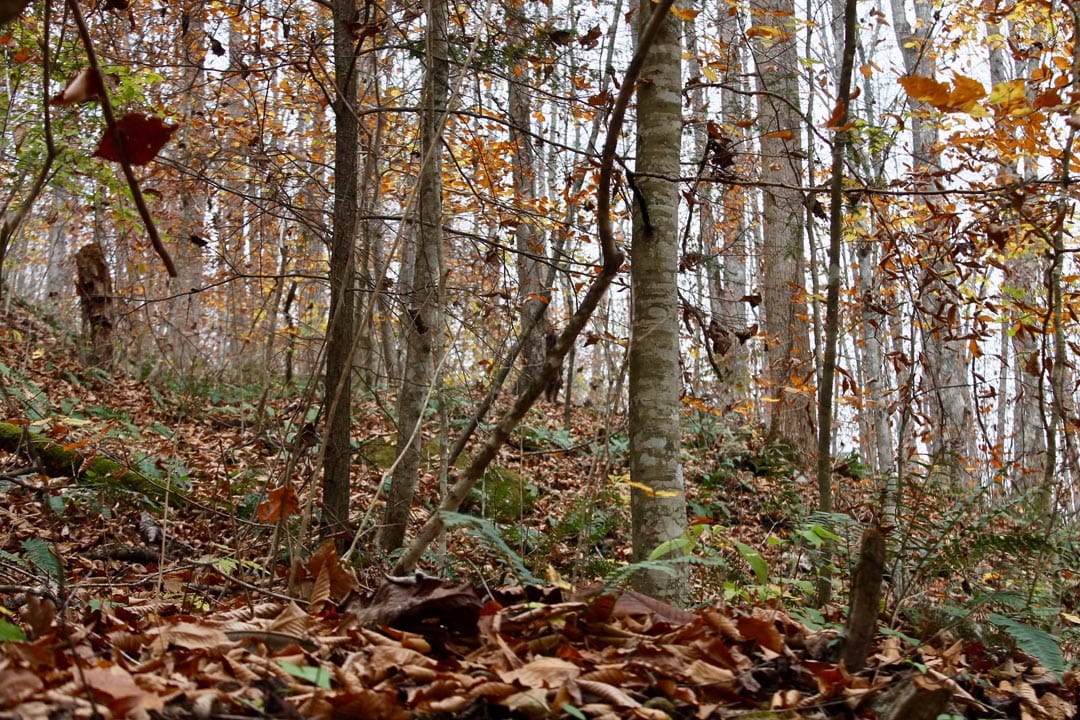 Autumn Ridge Tract 3 photo 10