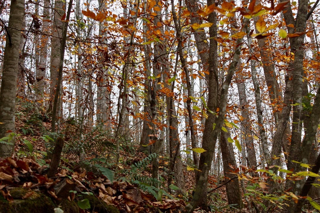 Autumn Ridge Tract 3 photo 11