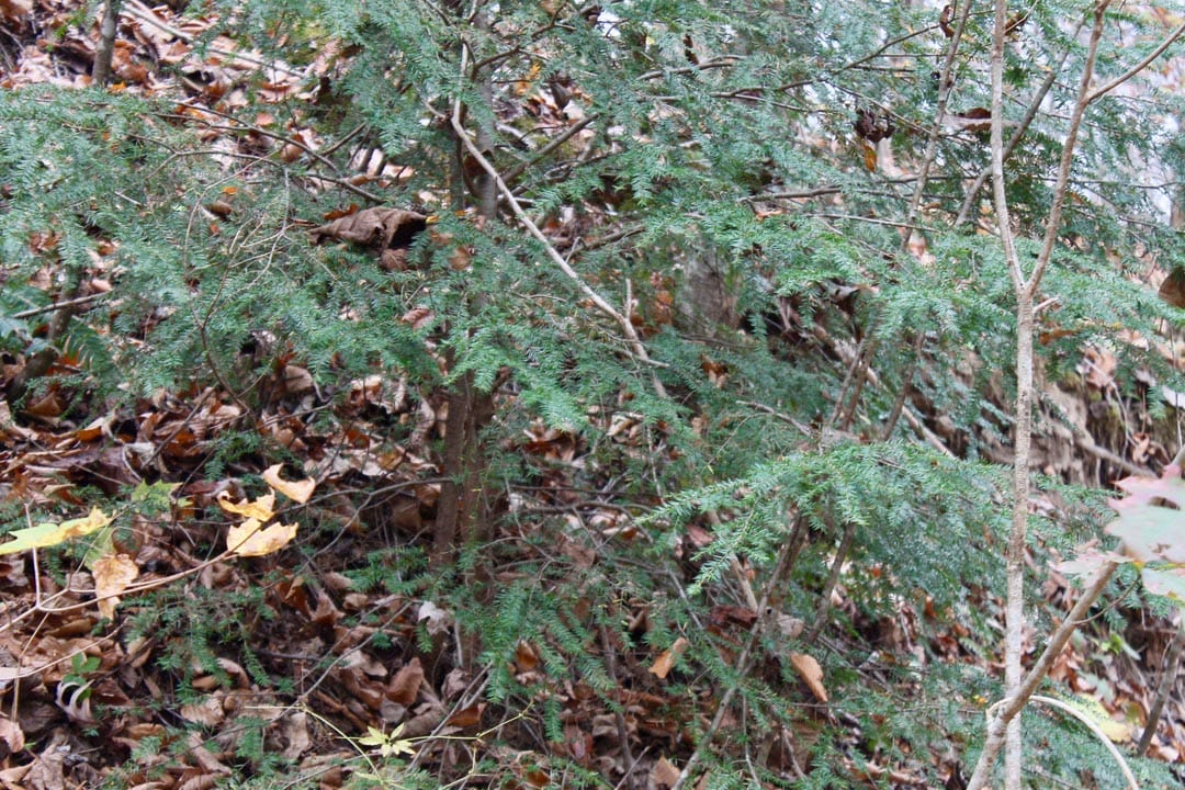 Autumn Ridge Tract 3 photo 12