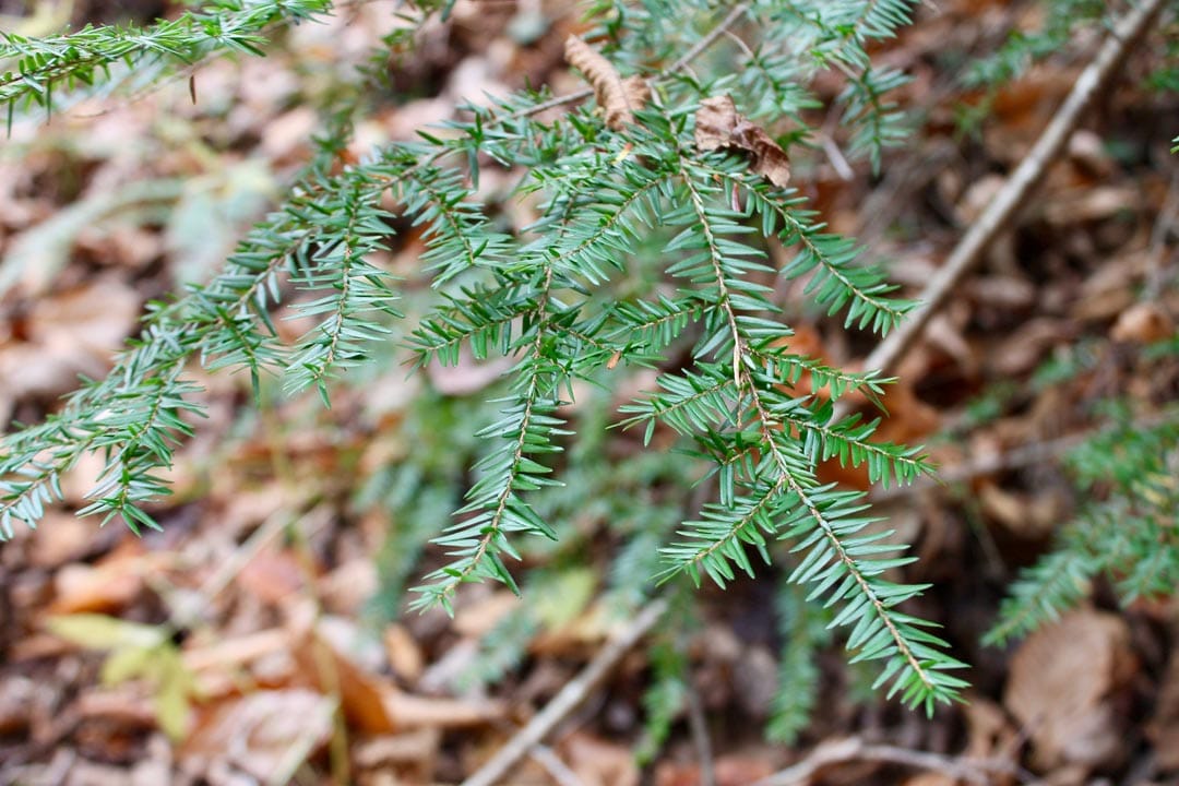 Autumn Ridge Tract 3 photo 13