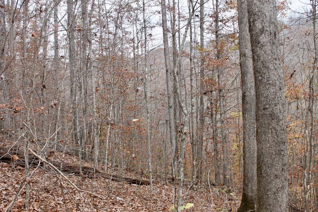 Autumn Ridge Tract 3 photo 14