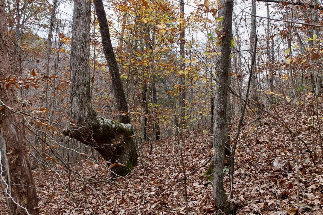Autumn Ridge Tract 3 photo 16