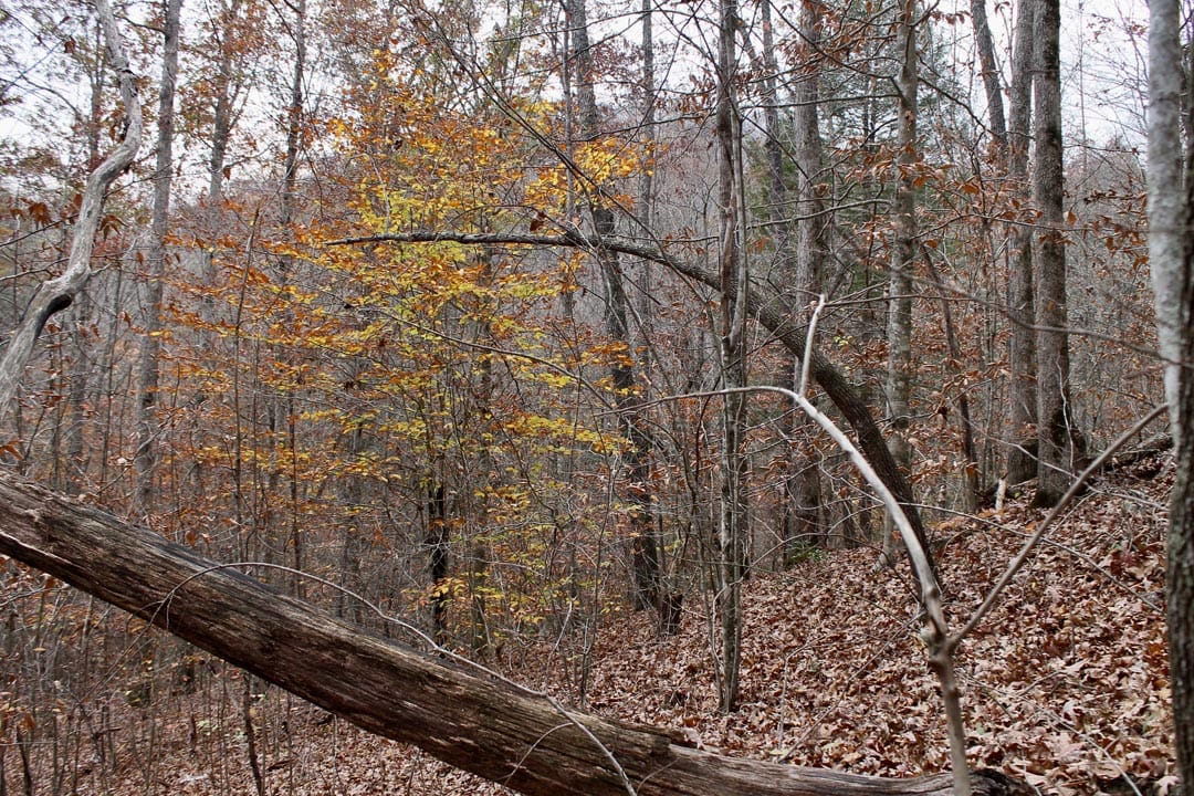 Autumn Ridge Tract 3 photo 18