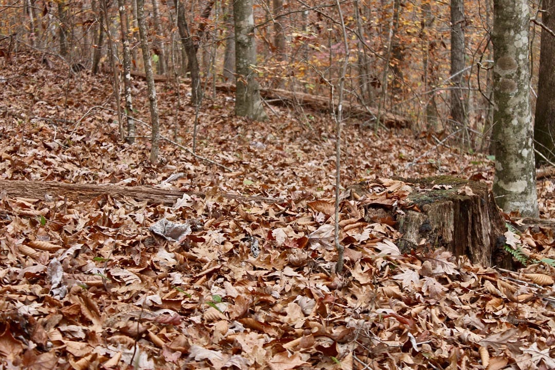 Autumn Ridge Tract 3 photo 20