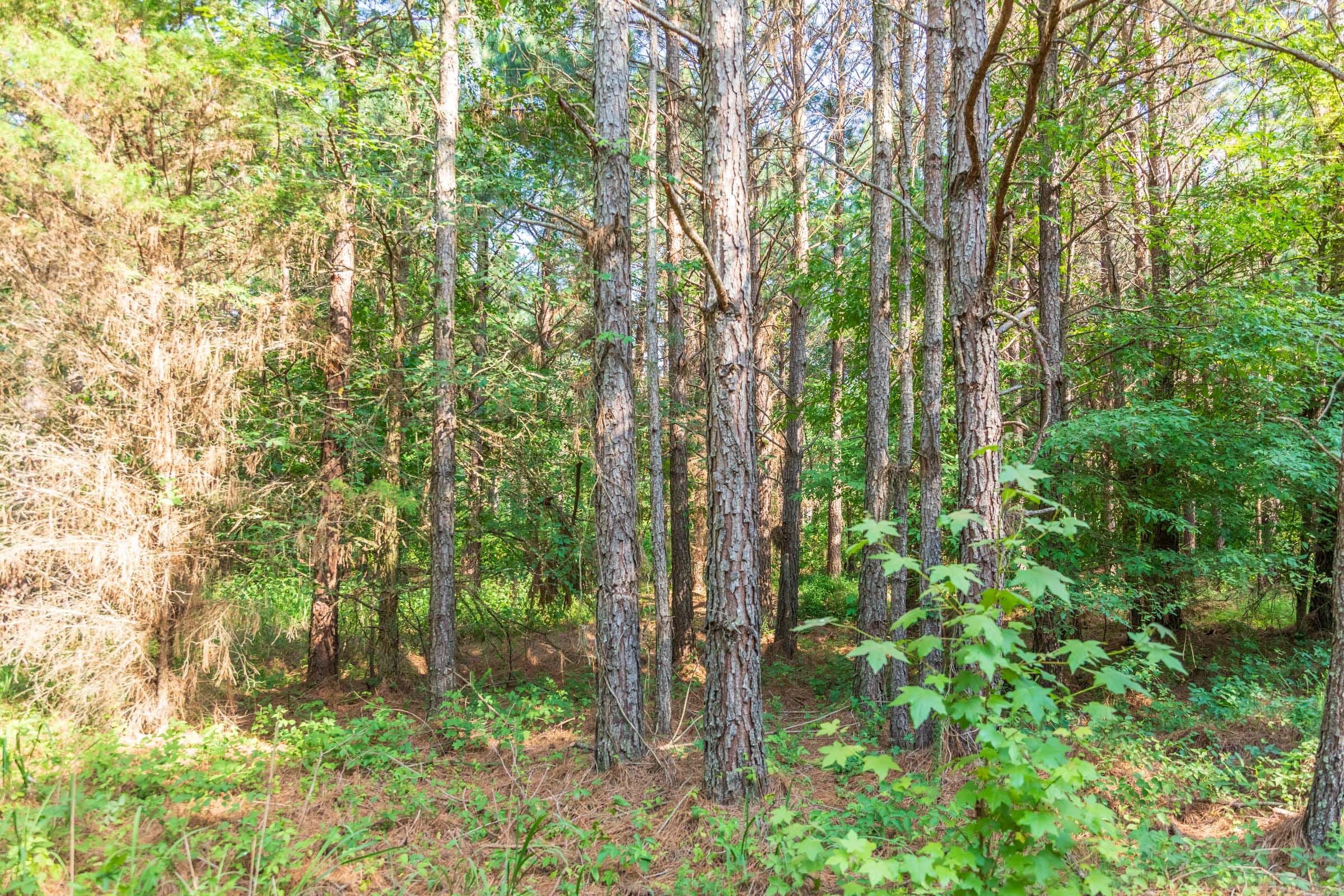Whiskey Ridge Tract 57 photo 2