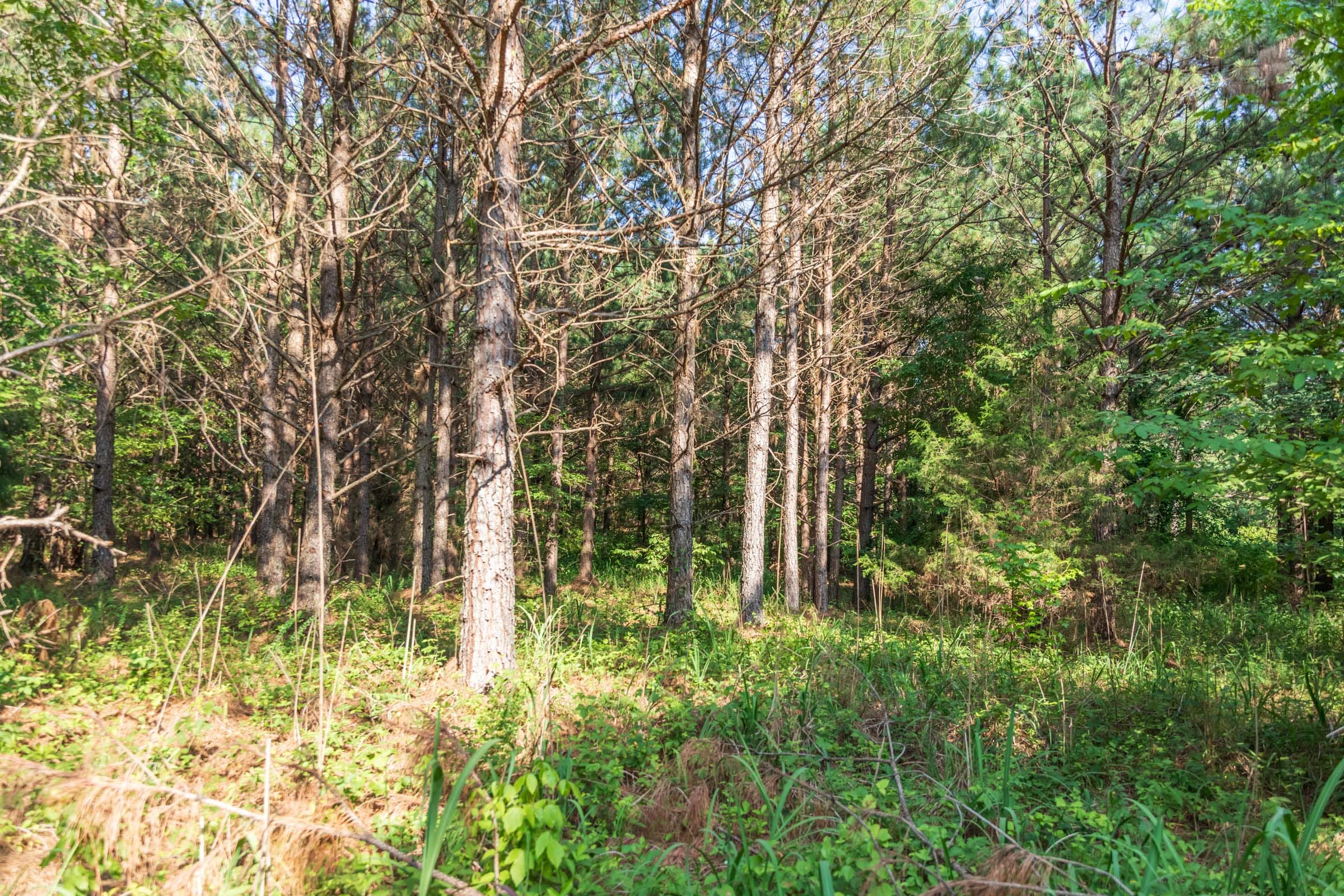 Whiskey Ridge Tract 57 photo 5