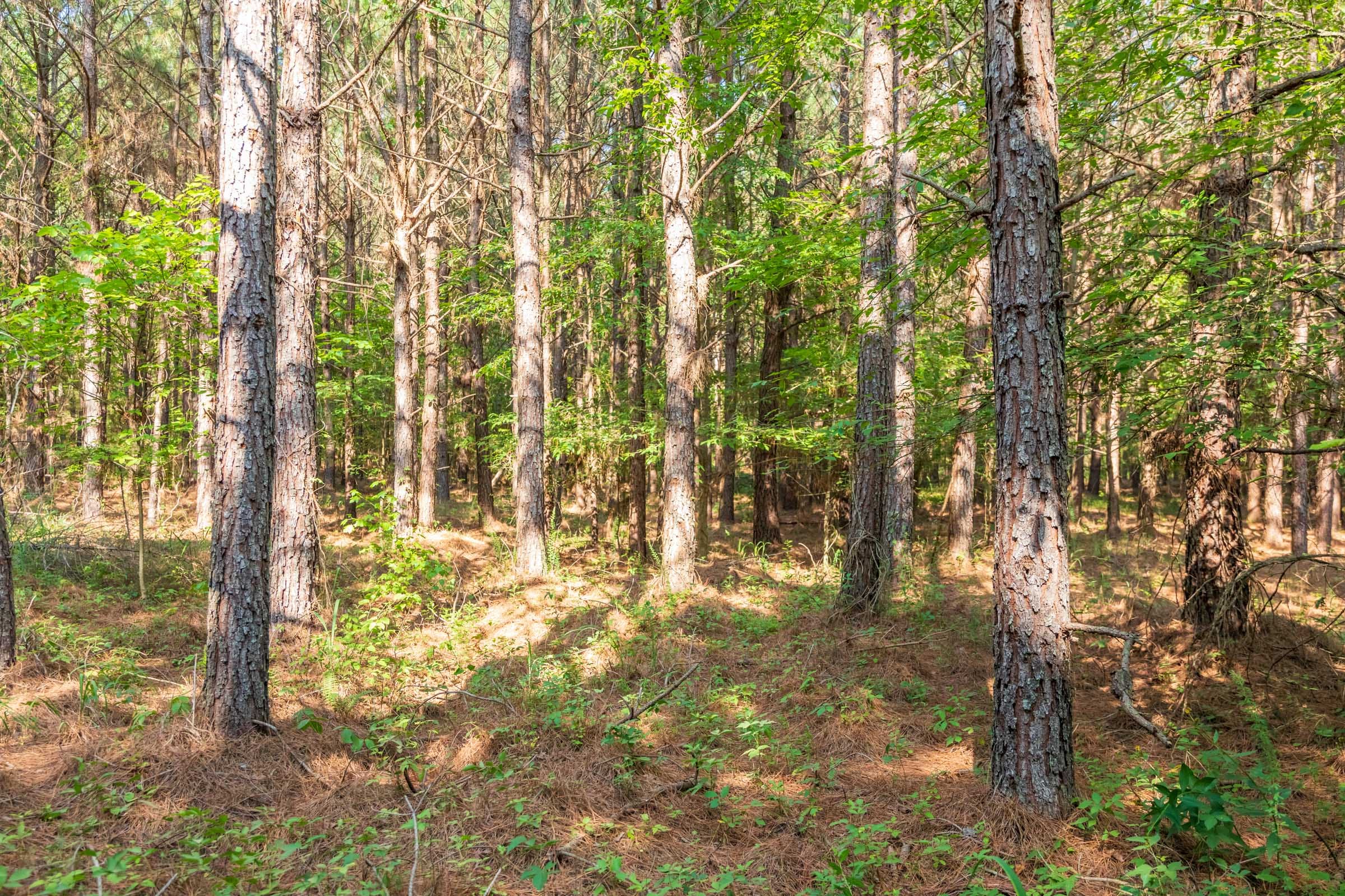 Whiskey Ridge Tract 57 photo 6