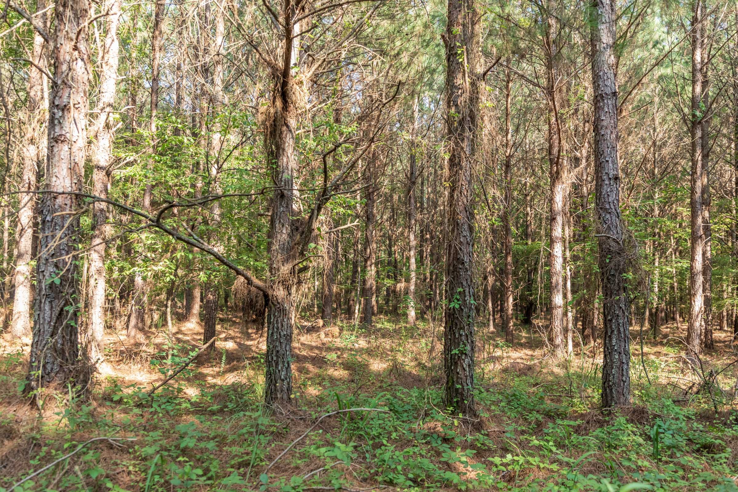 Whiskey Ridge Tract 57 photo 7