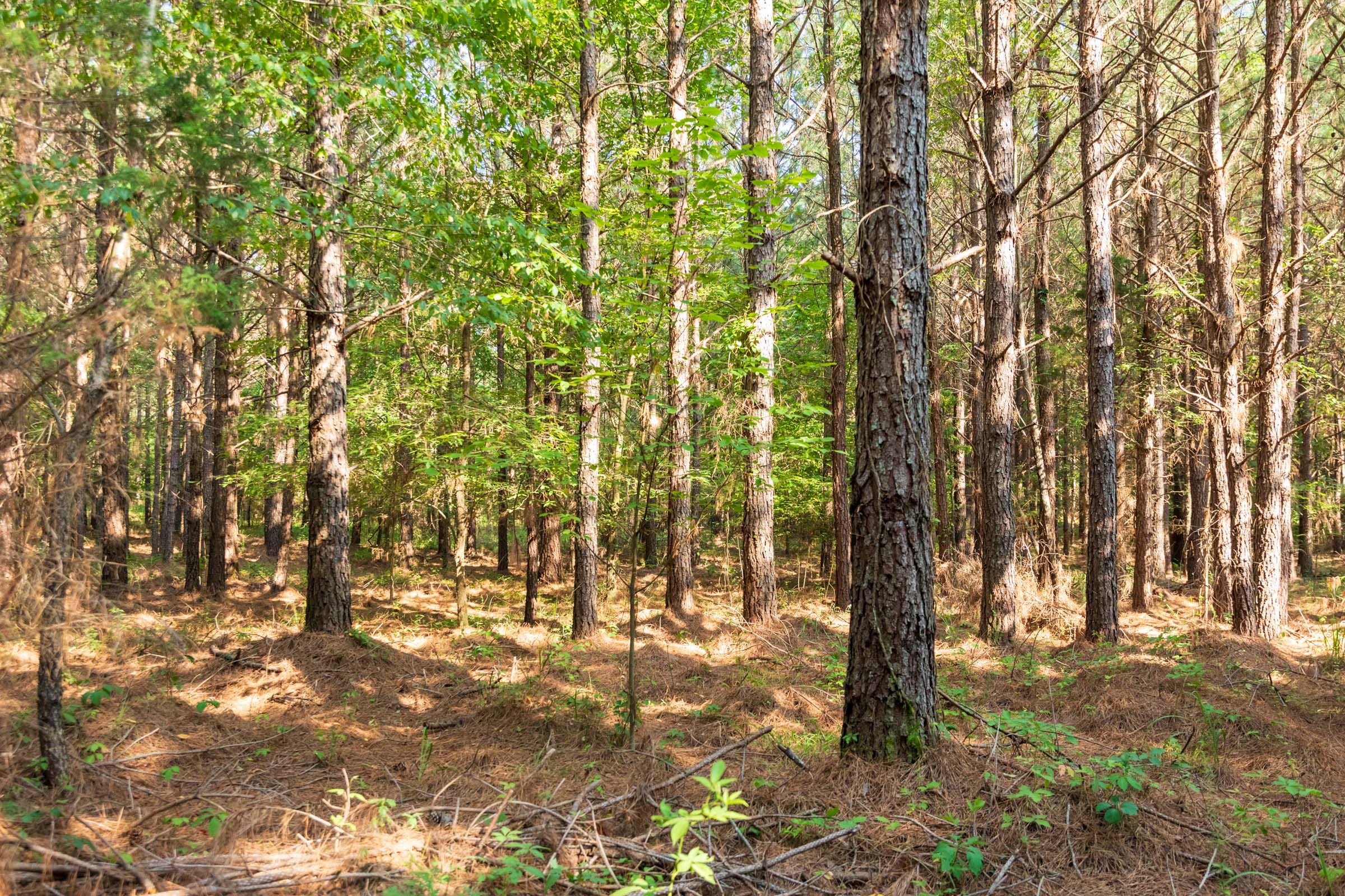 Whiskey Ridge Tract 57 photo 9