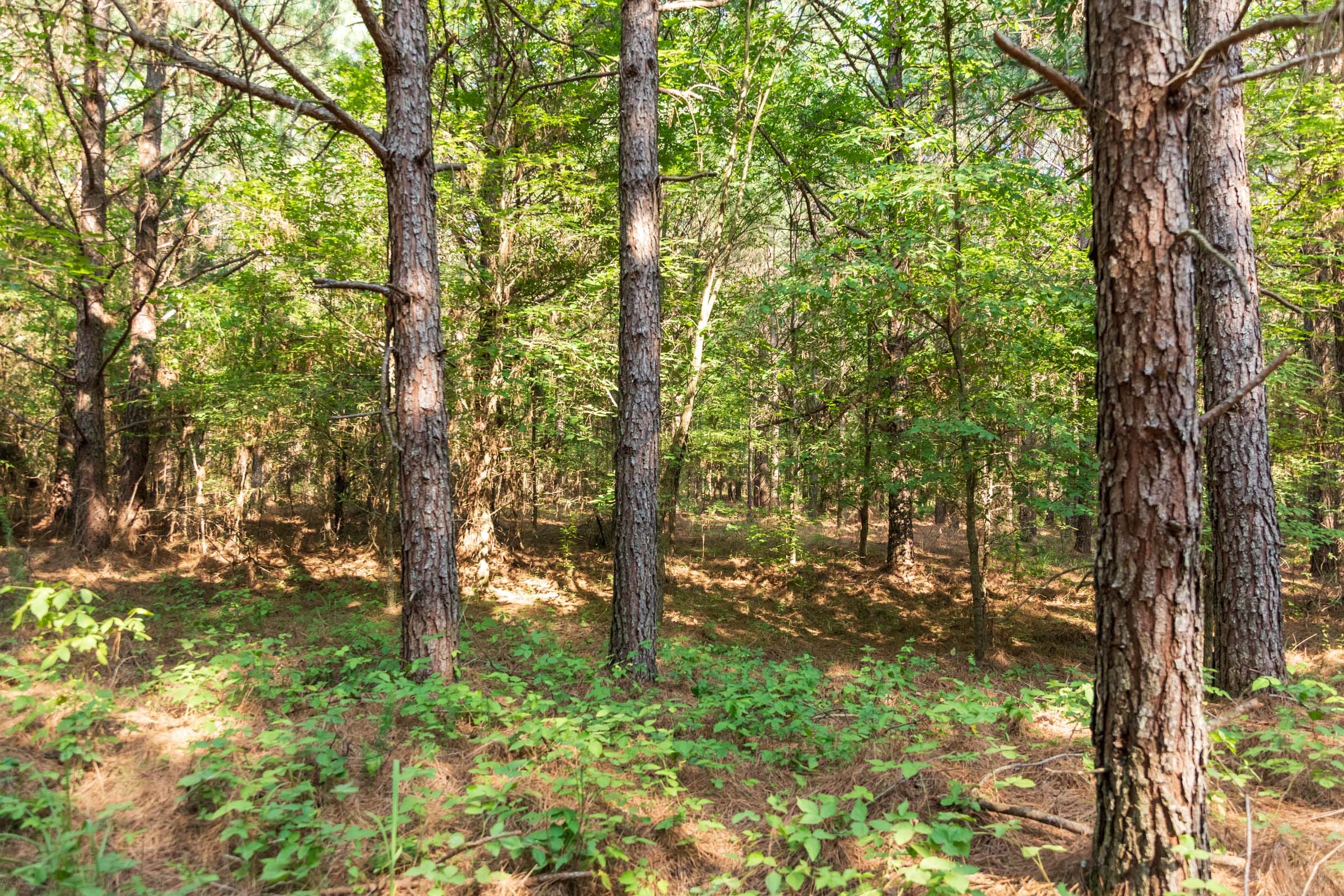 Whiskey Ridge Tract 57 photo 10