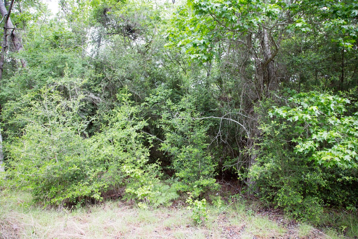 Rayburn Country Tract 286 photo 3