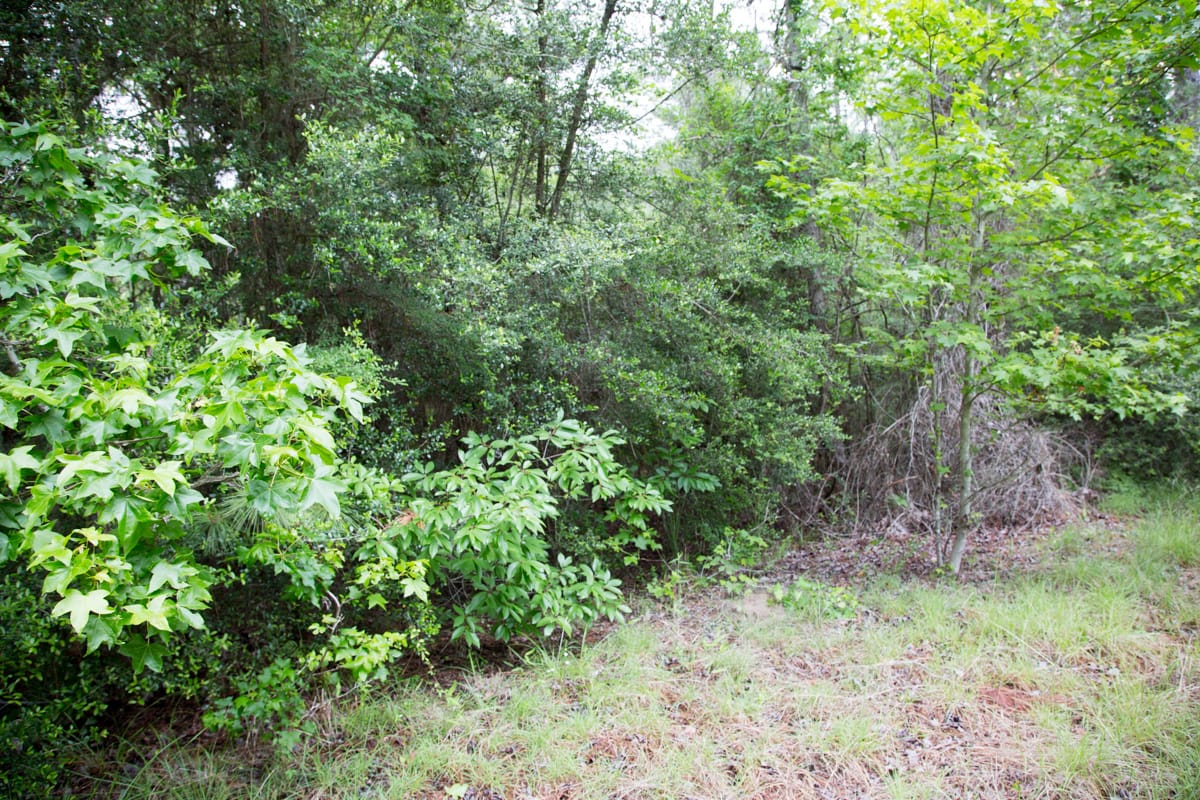 Rayburn Country Tract 286 photo 5