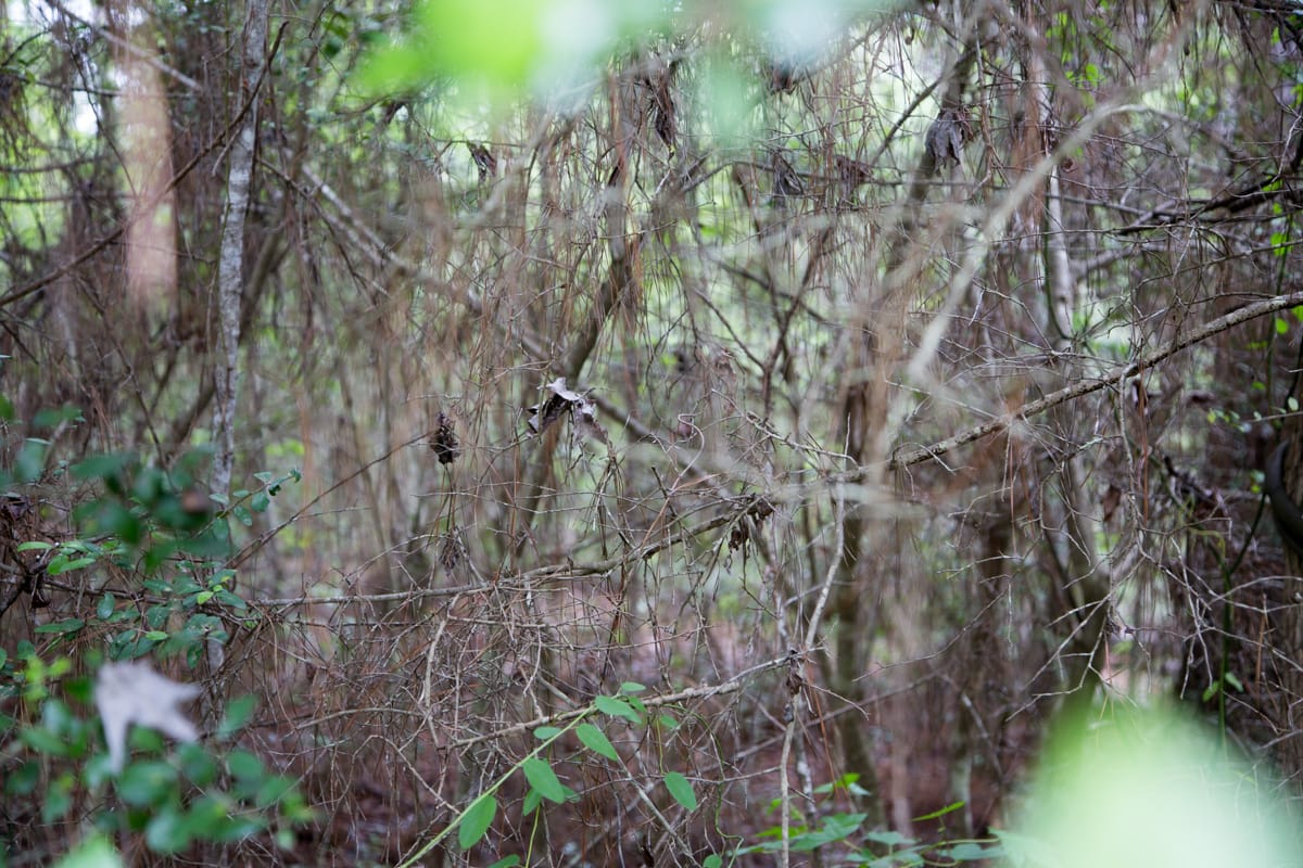 Rayburn Country Tract 286 photo 8