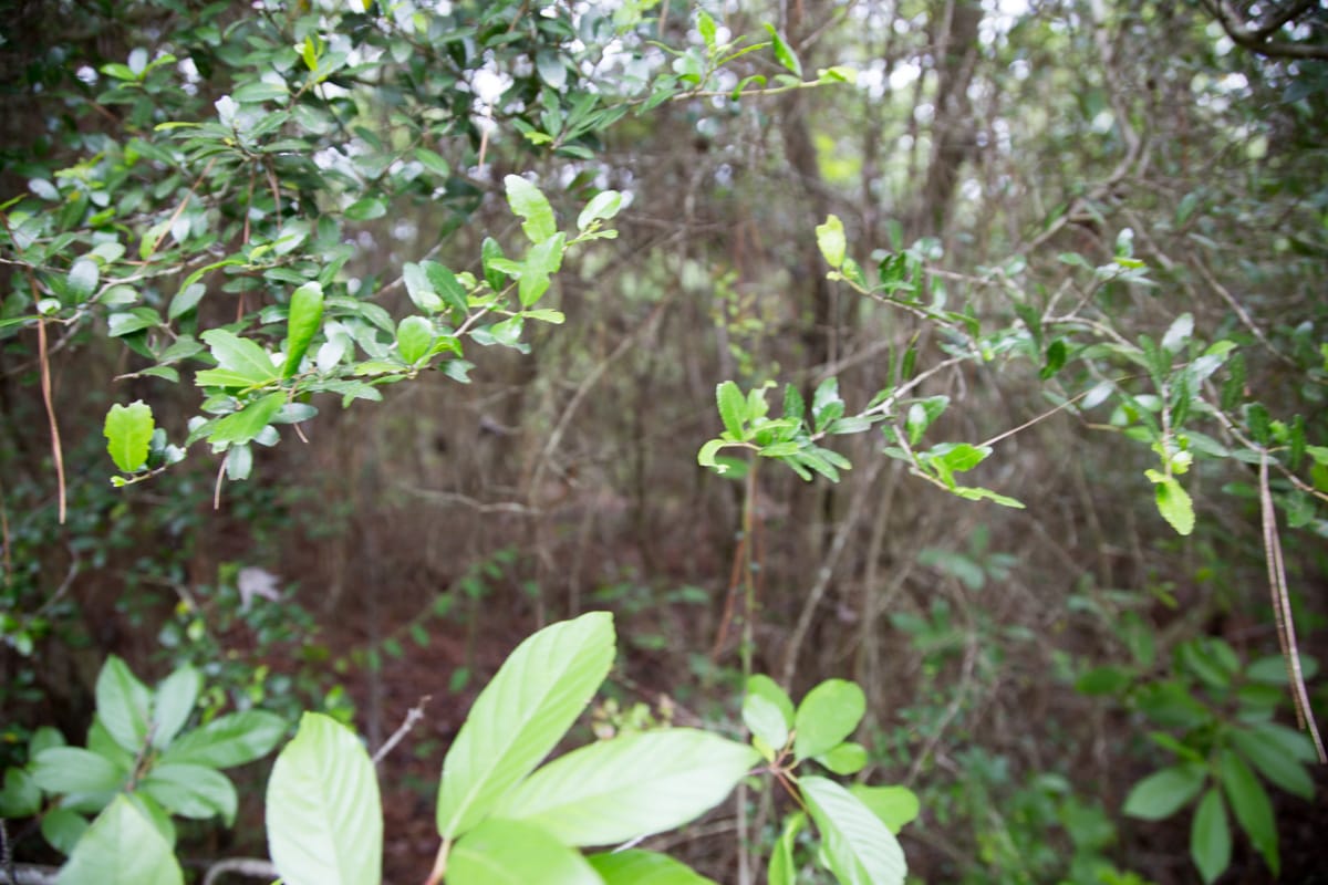 Rayburn Country Tract 286 photo 9