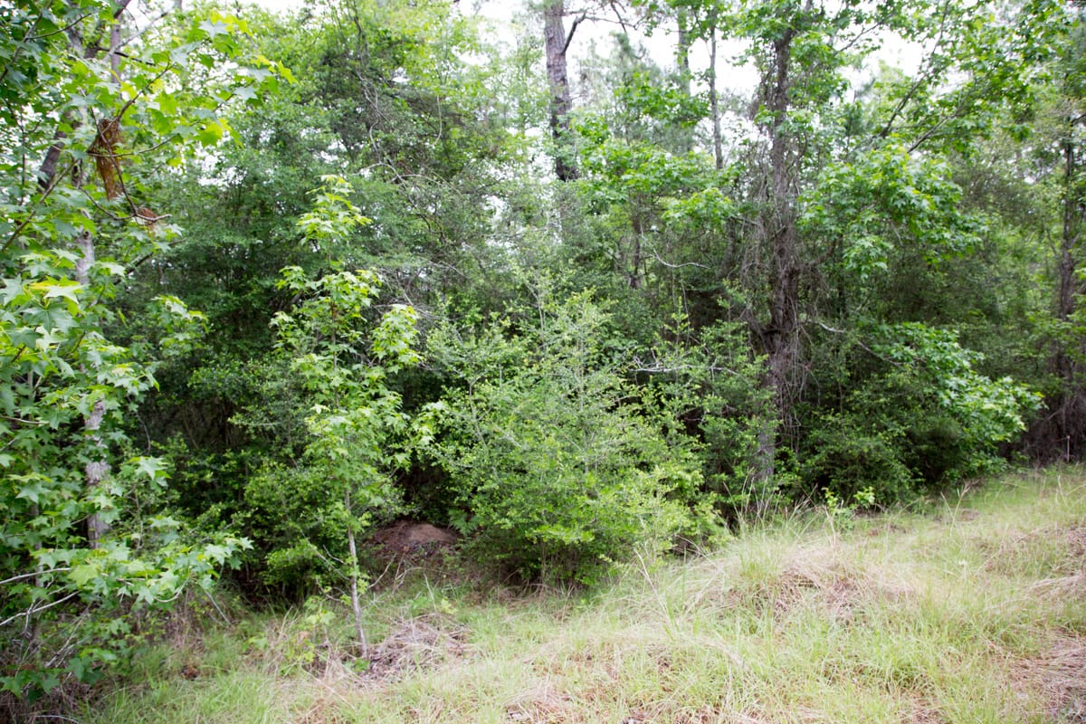 Rayburn Country Tract 286 photo 10