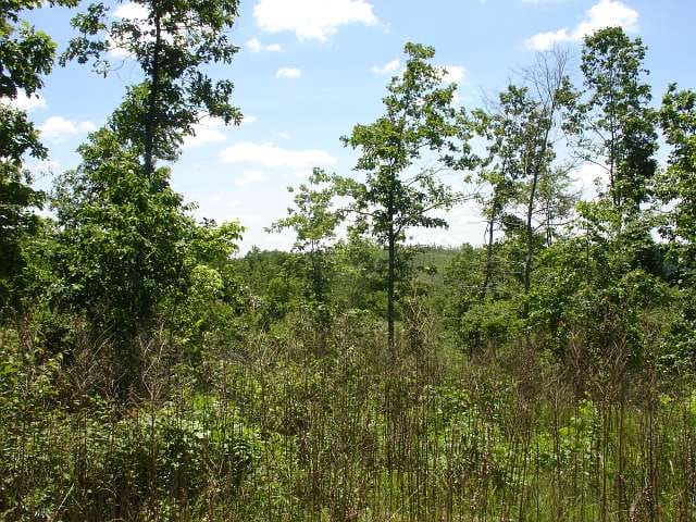 Antler Ridge Tract 26 photo 2