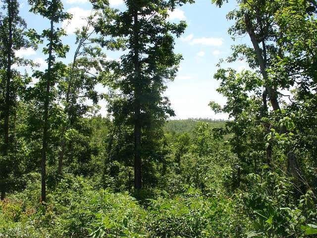 Antler Ridge Tract 26 photo 3
