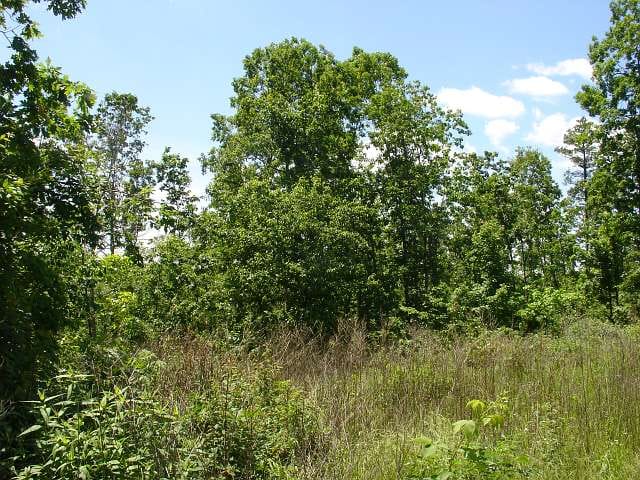 Antler Ridge Tract 26 photo 5