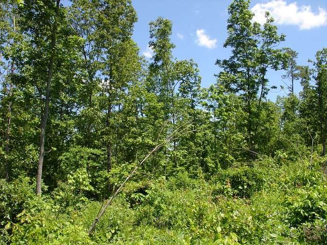 Antler Ridge Tract 26 photo 6