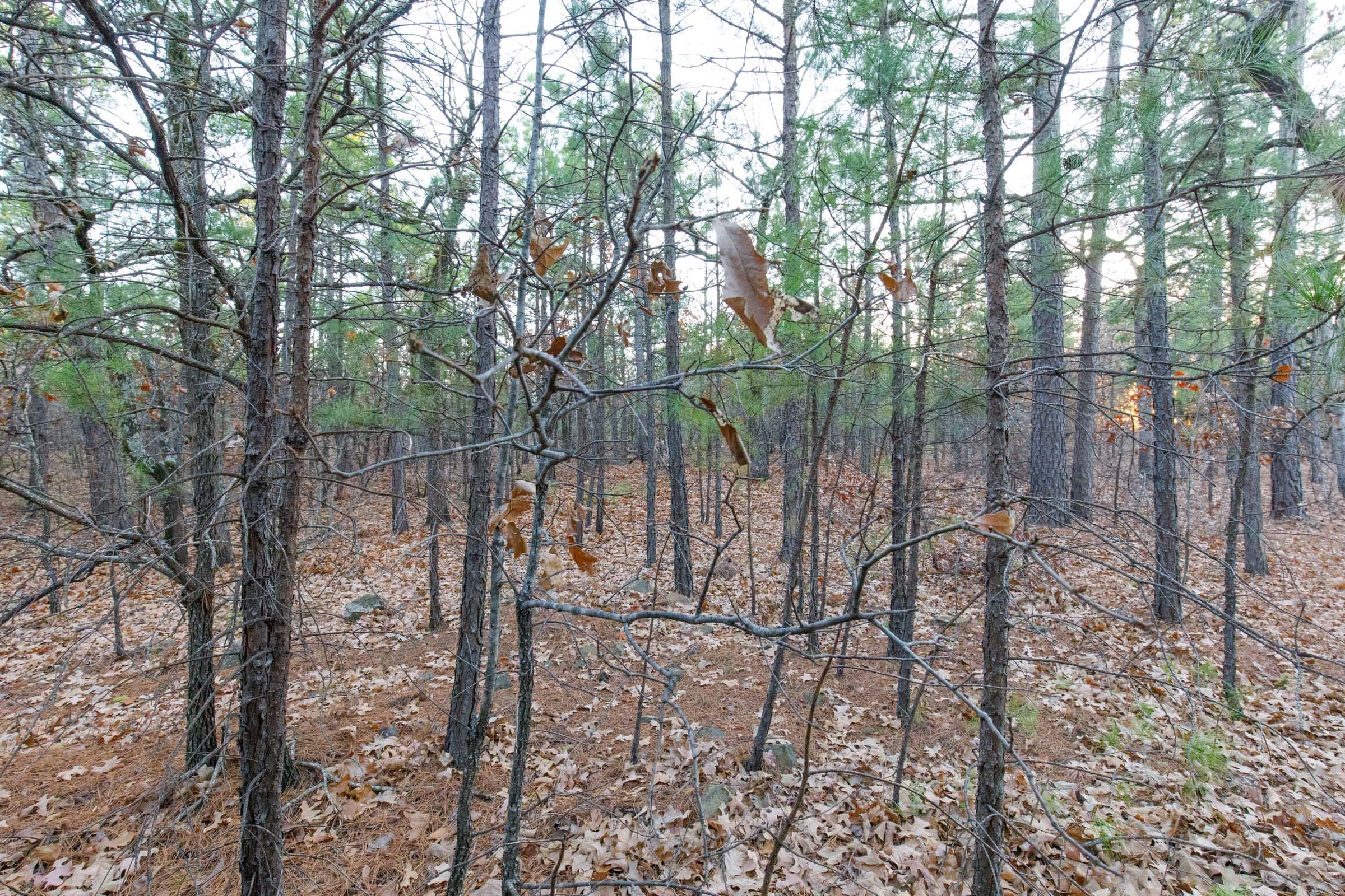 Stone Bridge Phase II Tract 114 photo 7