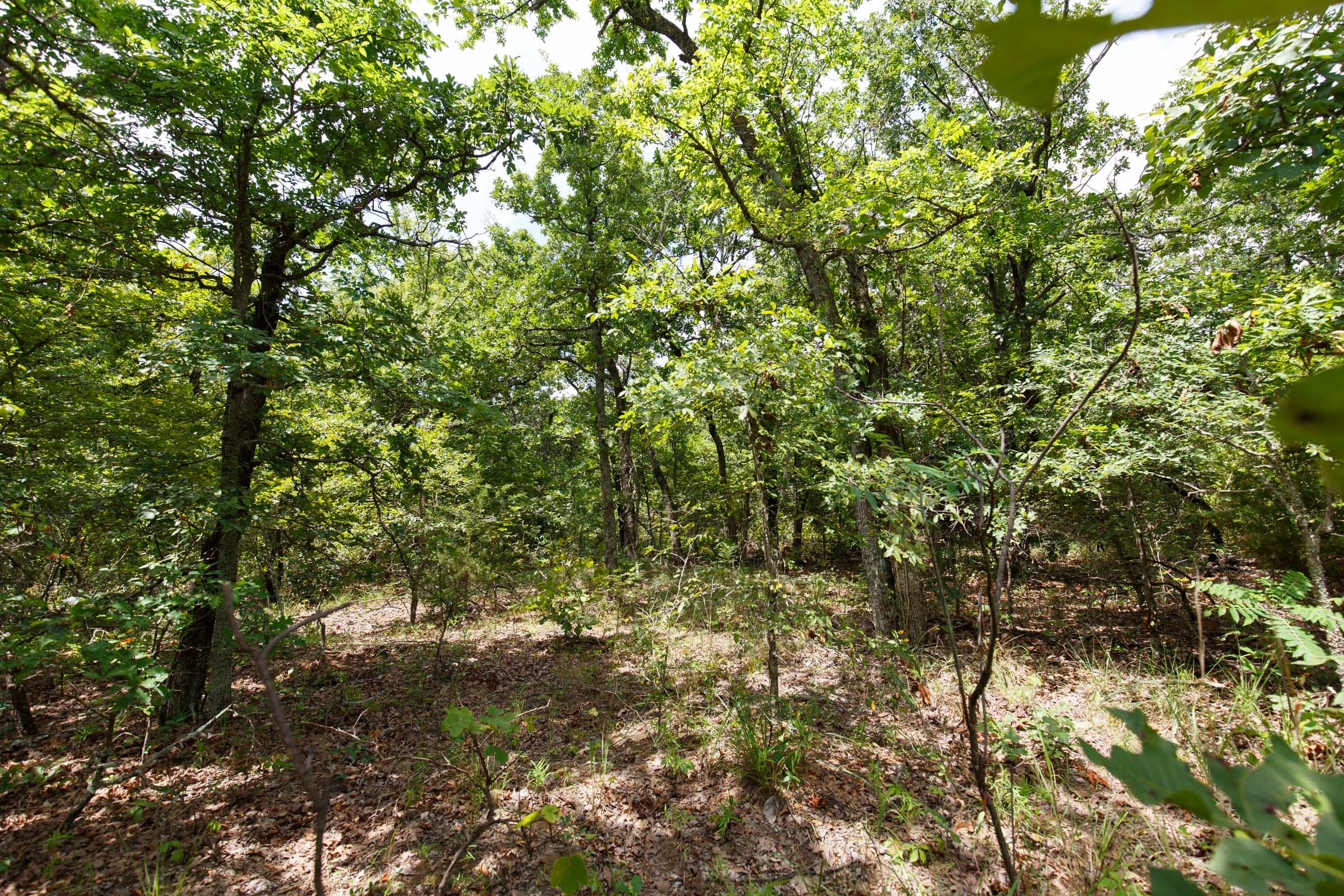 Timber Ridge Tract 2 photo 2