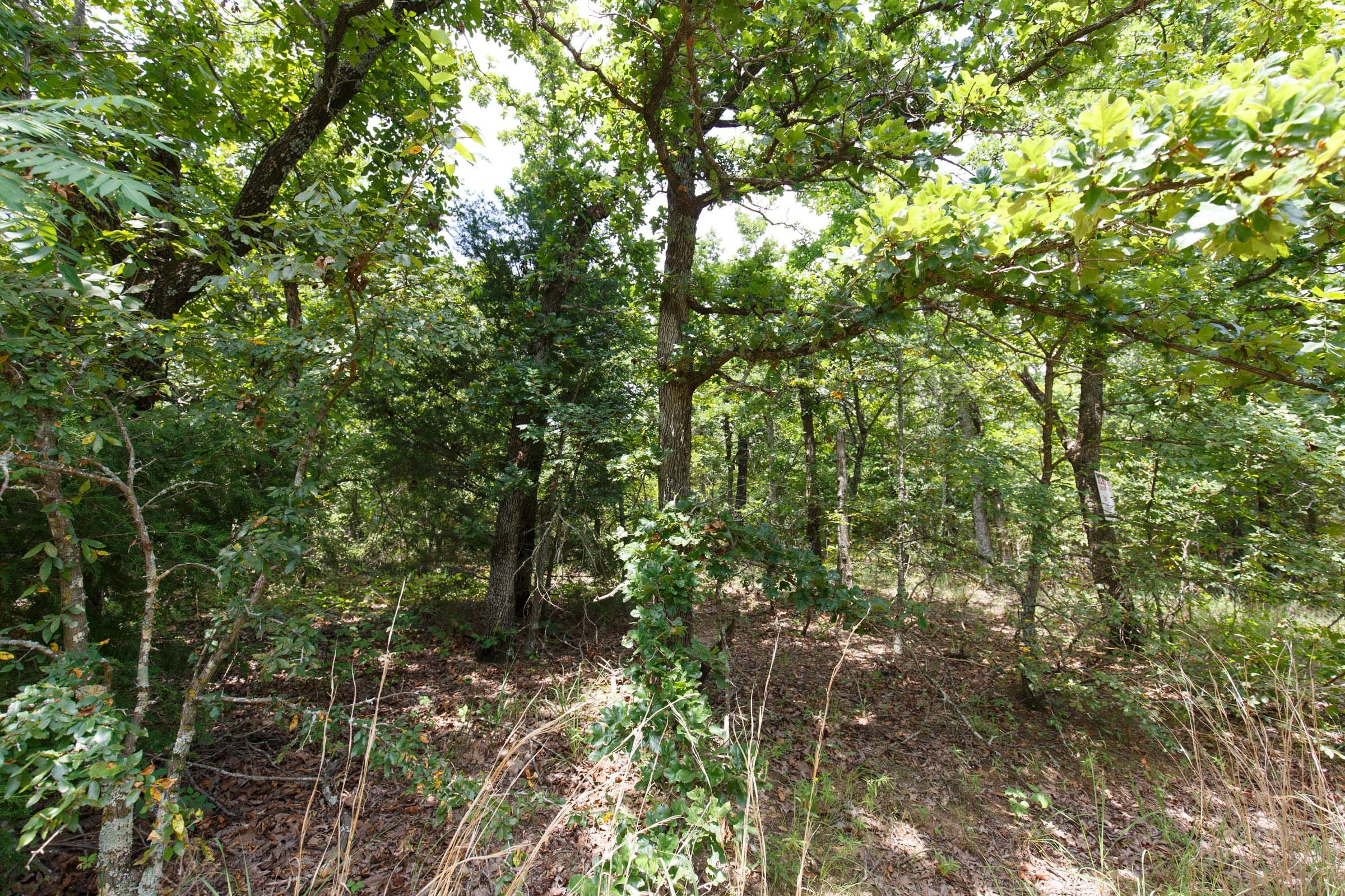 Timber Ridge Tract 2 photo 5