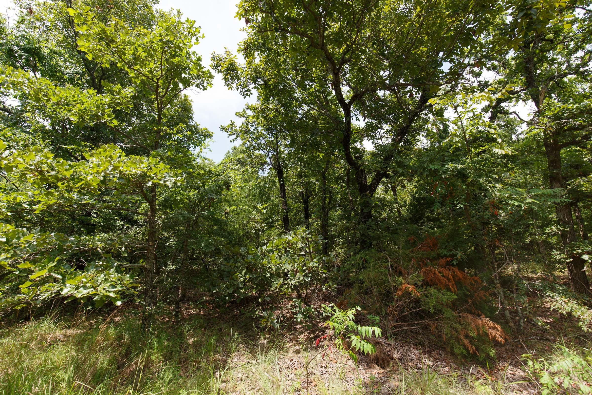 Timber Ridge Tract 2 photo 6