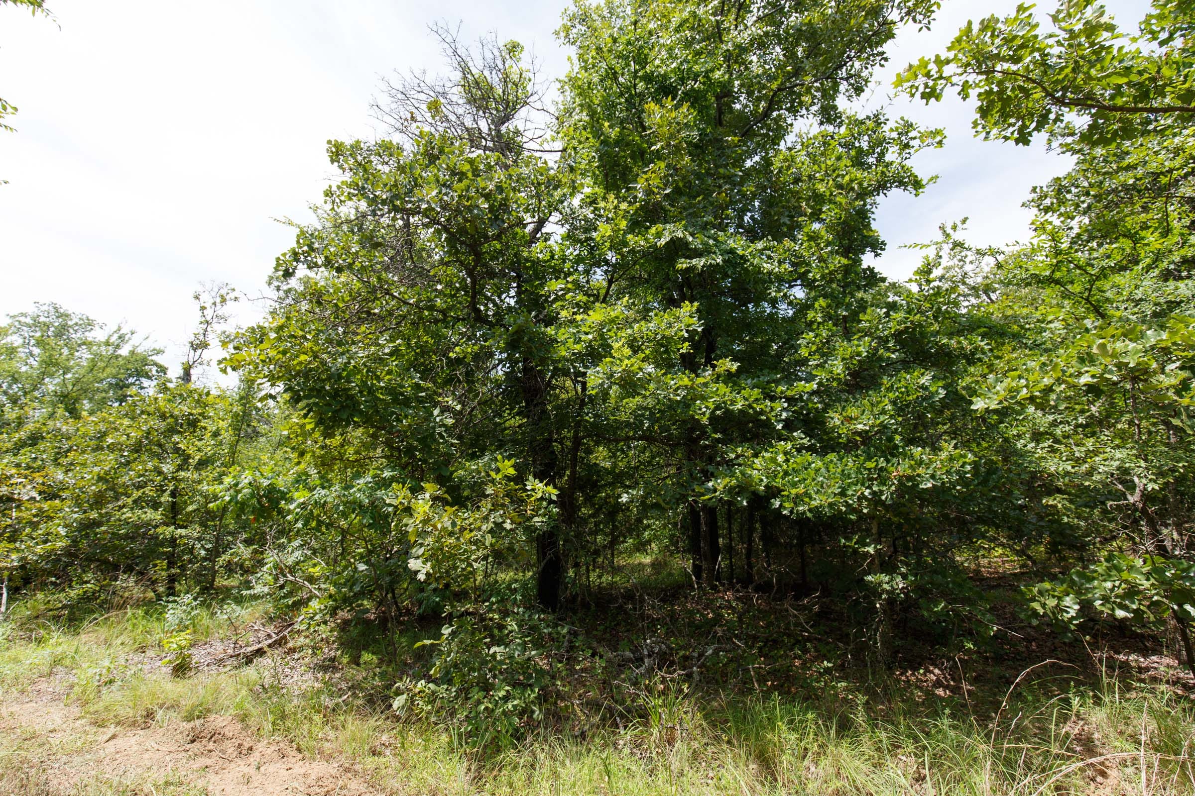 Timber Ridge Tract 2 photo 3
