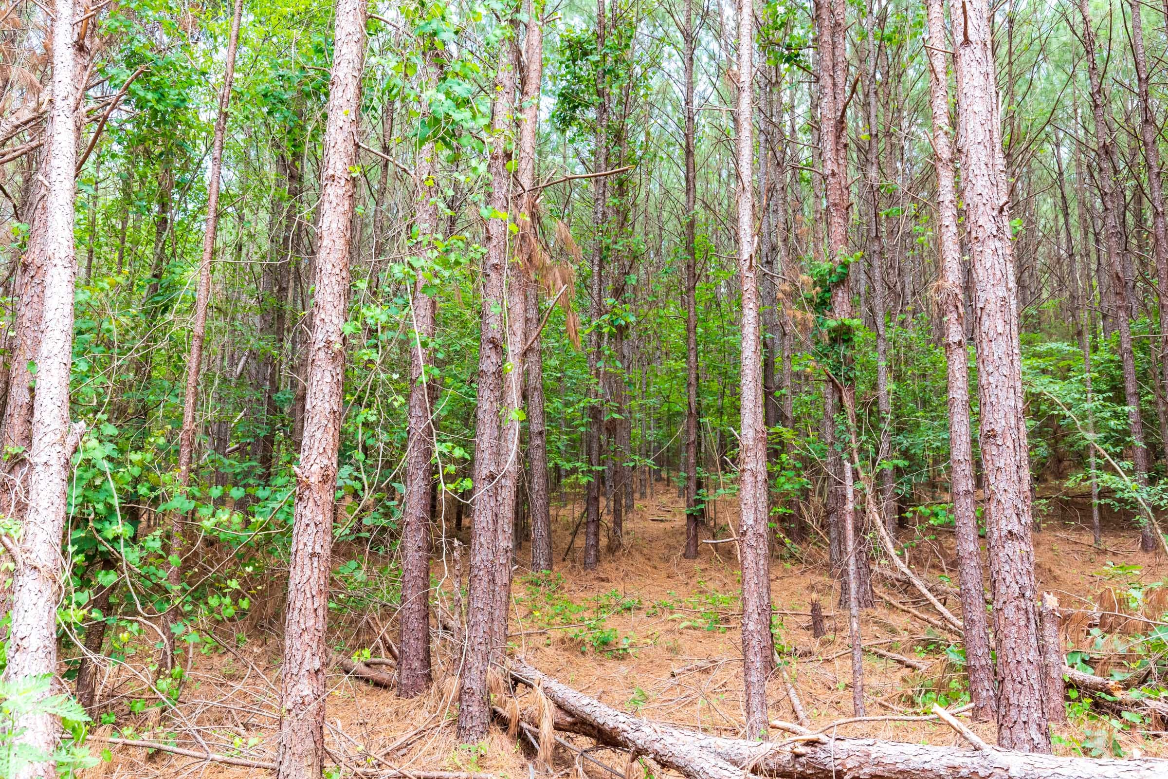 Whiskey Ridge Tract 101 photo 2